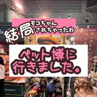 メルロコ一家の横須賀ストーリー