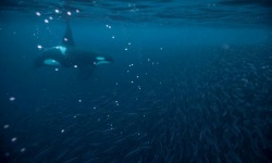 シャチを脅かす亡霊、禁止された有毒化学物質　30～50年後に世界のシャチの半数が消えるかもしれない、最新研究