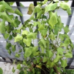 Heyモーの家庭菜園を楽しむ