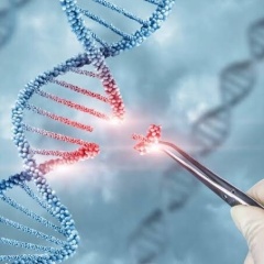 悪玉コレステロールに遺伝子治療が効果！遺伝子を1度「切断」で50%低下