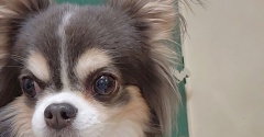 スコチー伝説とうとう…。まりちゃん、嘔吐を繰り返す
