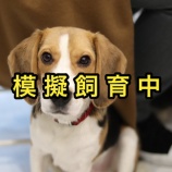 『模擬飼育について』の画像