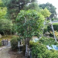 植木刈り