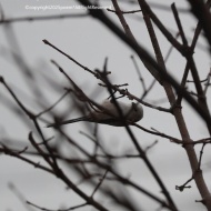 【初冬の庭】軍団が勢ぞろいした日！それにはちゃんとした理由がある！！