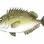 釣りまとめ速報