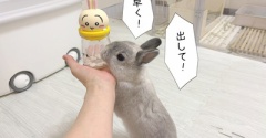 うさぎのルリ(10/5追記)