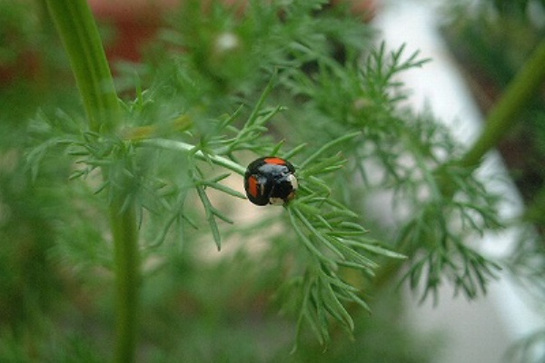 いろんな虫たち プランターで野菜日記