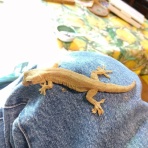 やもりんいもりん