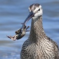 2026年5月16日の野鳥公園