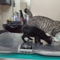 仔猫のねずこちゃんのご紹介と卒業ブログ