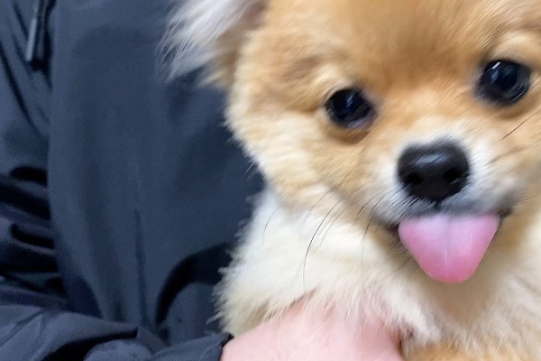 可愛い動物 癒やしチャンネル タレ目
