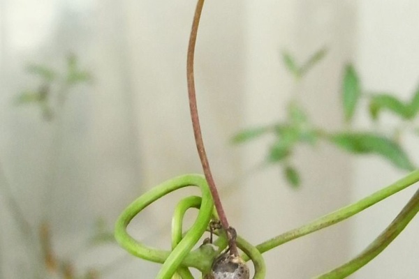 Kochan S ベランダ菜園blog マンションガーデニング 家庭菜園 仙台グルメ キャンペーン情報等 植え付け