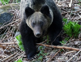 北海道「元警察官や元自衛官にヒグマを狩らせよう」
