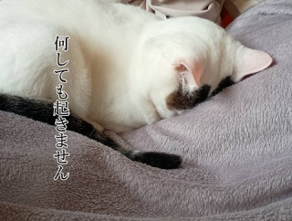 もう花見の時期！？と、黄色のボタンつくりました。