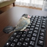 うちの文鳥見ていく？