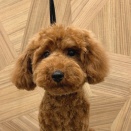 トリミングブログ