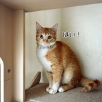 猫とお酒と日々のこと