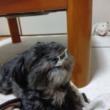 『大丈夫なんだって！』の画像
