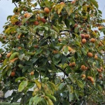 花よりダンス！