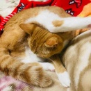 おやすみ前の水分補給