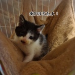 猫とお酒と日々のこと