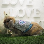 うさぎのWONDERLANDグルーミングフォト