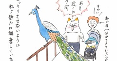 クジャクも怒る