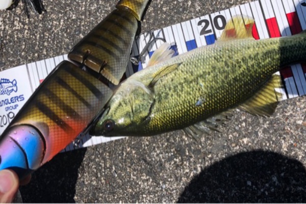 6月17日 琵琶湖 梅雨前の北湖バス釣り スーパーフィッシング グランダー結城