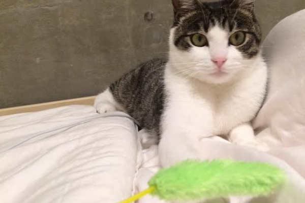 はじめてのにゃんこ暮らし