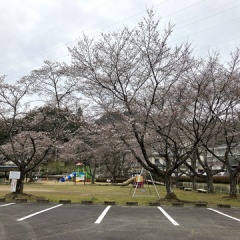 飛騨かなやまの桜　開花状況 2026