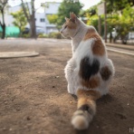 画像フォルダは猫ばかり