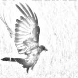 『最近のツイート』の画像