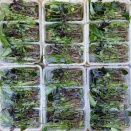 SONO水草パック販売速報！(2026年5月21日～：福岡市 はなひより様)