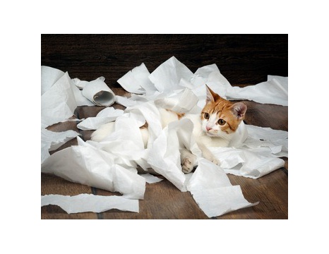 画像 猫でもわかる みたいな本あるけど本当にわかるの もっふるちゃんねる