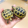 ゴールデンウィークセール後半戦！！目玉生体紹介