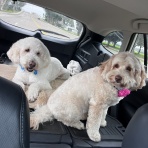 サンディエゴライフ　今昔