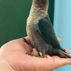愛知県豊川市　ウロコインコブリーダー　HONOKUNI