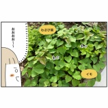 『芋の成長が半端ない』の画像