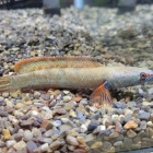 『4月14日(金)　熱帯魚入荷情報』の画像