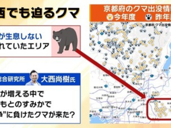 【緊急】クマ、京都襲来