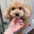 トイプードル　シャンプーカット