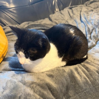 ◎日曜のにゃんこ572◎