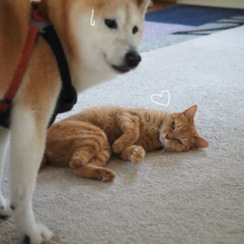 行くてをブロックする猫