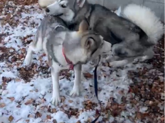 ミューちゃん、あけおめ💕🐶💕