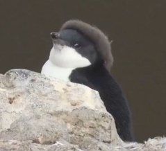 ふわふわの羽が生え残った赤ちゃんペンギン…頭が「ベレー帽」のように
