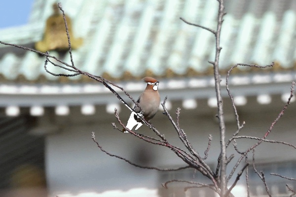 鳥写真マンガ (2020)