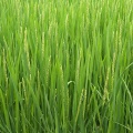 どんどん開花してます