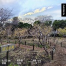 夕ラン～忠生公園のロウバイ開花