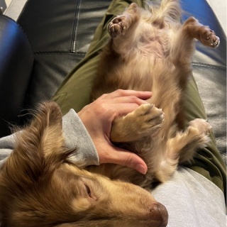 NPO法人ペット里親会