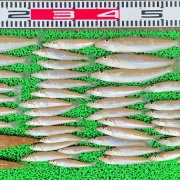 2026年6月17日　釣果